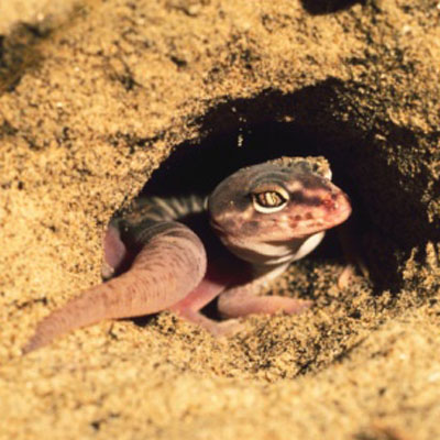 Desert banded gecko (Coleonyx variegatus)