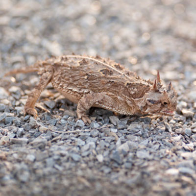 Desert horned lizard (Phrynosoma platyrhinos)