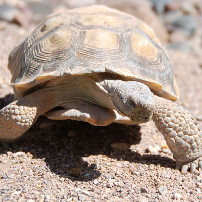 Desert tortoise (Gopherus agassizii)