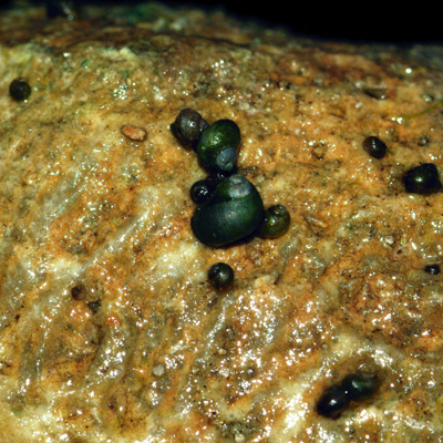Moapa pebblesnail (Pyrgulopsis avernalis)