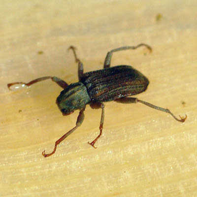 Moapa riffle beetle (Stenelmis moapa)