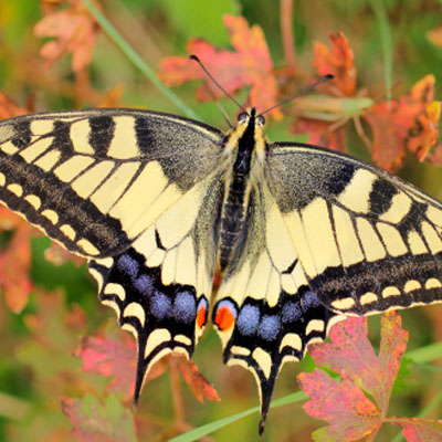 Old world swallowtail (Papilio machaon)