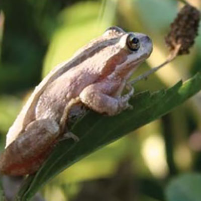 Baja California tree frog (Pseudacris hypochondriaca)