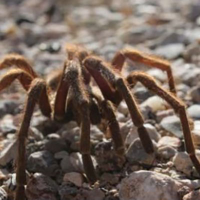 Tarantula (Aphonopelma spp.)