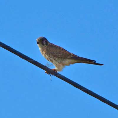 American kestrel (Falco sparverius)