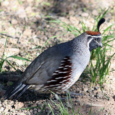 Gambel’s quail (Callipepla gambelii)