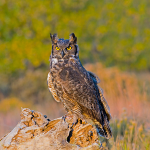 Great horned owl (Bubo virginianus)