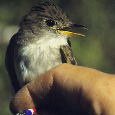 Southwestern willow flycatcher (Empidonax traillii extimus)