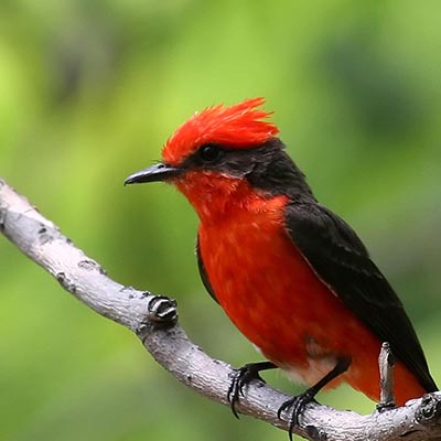 Vermilion flycatcher (Pyrocephalus rubinus)