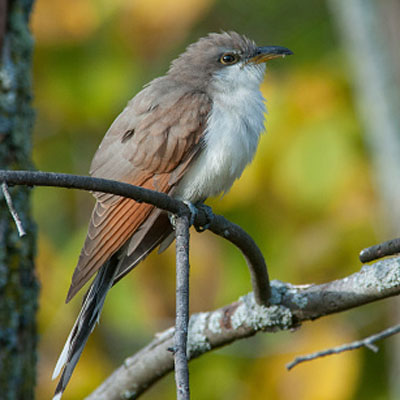 Western yellow-billed cuckoo (Coccyzus americanus occidentalis)