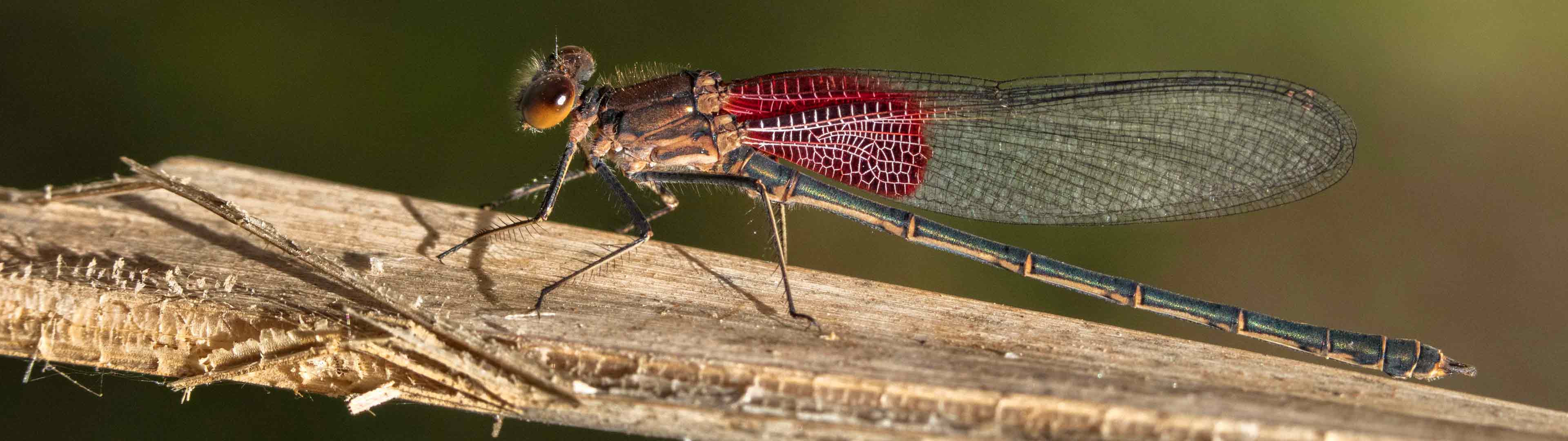 Red dragonfly landing on plant at Warm Springs Natural Area