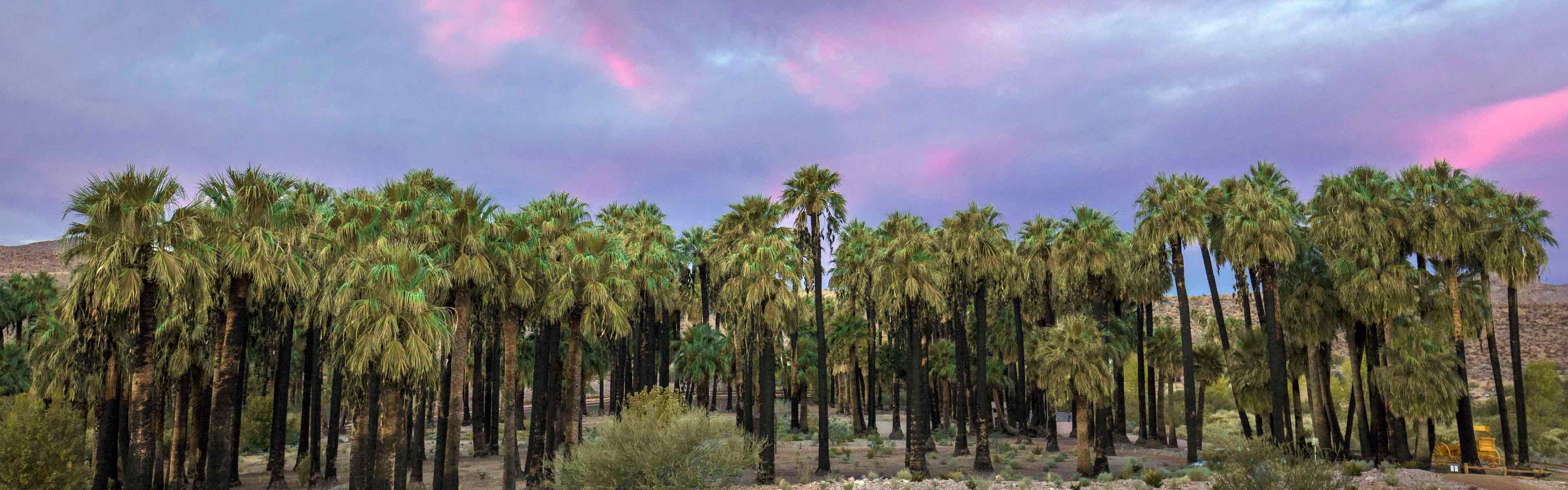 Rows of California fan palms at Warm Springs Natural Area