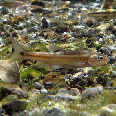 Moapa dace (Moapa coriacea)