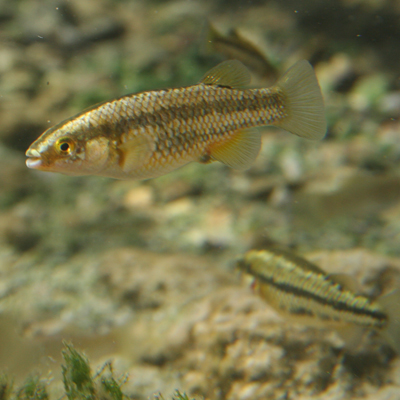 Moapa White River springfish (Crenichthys baileyi moapae)