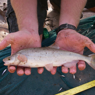 Virgin River chub (Gila seminuda)