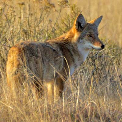 Coyote (Canis latrans)