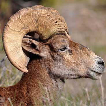 Desert bighorn sheep (Ovis canadensis nelsoni)