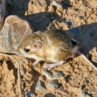 Merriam’s kangaroo rat (Dipodomys merriami)