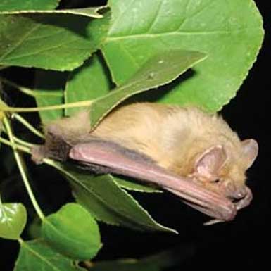 Western yellow bat (Lasiurus xanthinus)