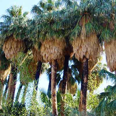 California fan palms (Washingtonia filifera)