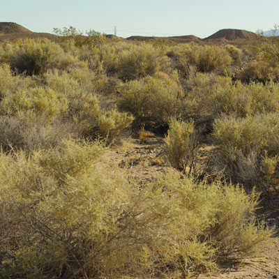 Saltbush shrubland (Atriplex gardneri)