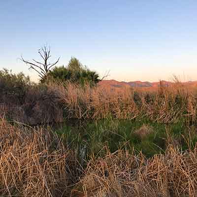 Marshes at duck pond