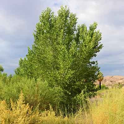 Fremont Cottonwood (Populus fremontii)