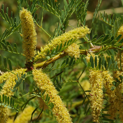 Honey mesquite (Prosopis glandulosa var. torreyana)