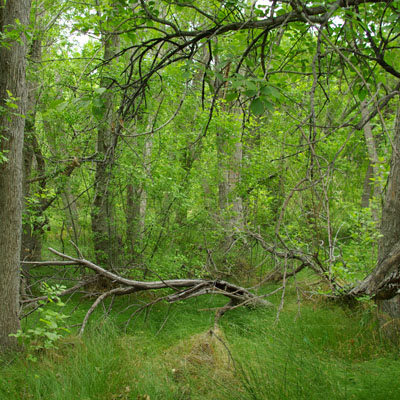 Velvet ash woodland (Fraxinus velutina)