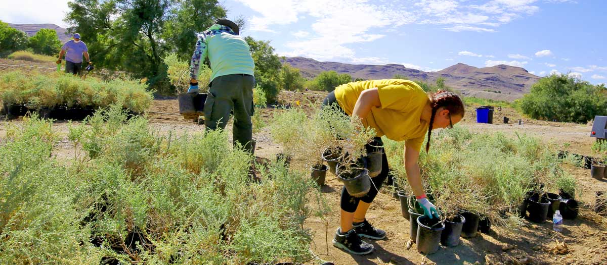 Volunteer collecting plants at Warm Springs Natural Area