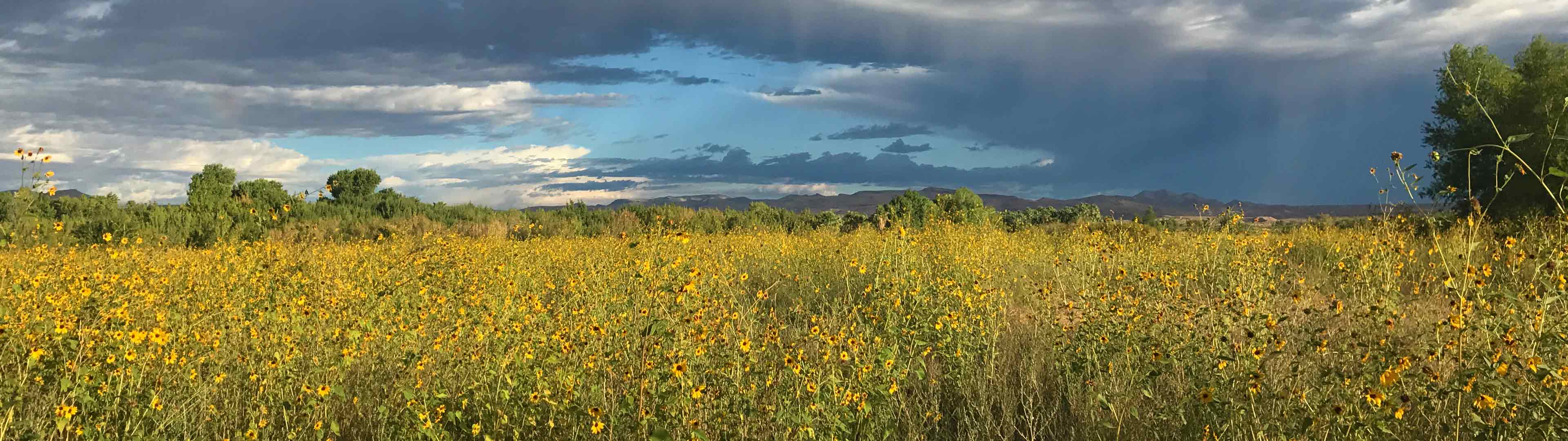 Field of wildflowers against dramatic sky at Warm Springs Natural Area